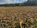 Corn field after harvest. Royalty Free Stock Photo