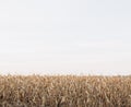 Corn field harvest golden season autumn sky