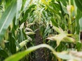 Corn field before harvest. Ripe corn cobs in row behind. Detail view submerged between corn. Royalty Free Stock Photo