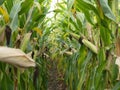 Corn field before harvest. Ripe corn cobs in row behind. Detail view submerged between corn. Royalty Free Stock Photo