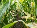 Corn field before harvest. Ripe corn cobs in row behind. Detail view submerged between corn.