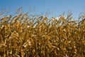 Corn field Royalty Free Stock Photo