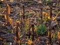 corn field harvested in autumn. Concept of ecologism Royalty Free Stock Photo