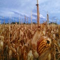 Corn field before harvesting Royalty Free Stock Photo
