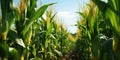 Corn field, harvesting, eco-friendly products. Generative AI Royalty Free Stock Photo