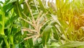 Corn field have flowers view sun light in the morning Royalty Free Stock Photo
