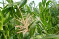 Corn field have flowers view sun light in the morning Royalty Free Stock Photo