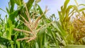 Corn field have flowers view sun light in the morning Royalty Free Stock Photo