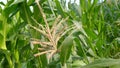 Corn field have flowers view sun light in the morning Royalty Free Stock Photo