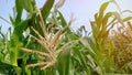 Corn field have flowers view sun light in the morning Royalty Free Stock Photo