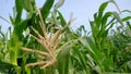 Corn field have flowers view sun light in the morning Royalty Free Stock Photo