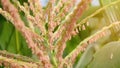 Corn field have flowers view sun light in the morning Royalty Free Stock Photo