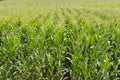 A green field of corn growing up at Israel Royalty Free Stock Photo