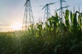 Corn field with high voltage power line on background Royalty Free Stock Photo