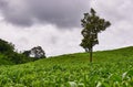 Corn field hill in cloudy day. Royalty Free Stock Photo