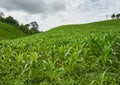 Corn field hill in cloudy day. Royalty Free Stock Photo