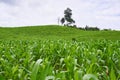 Corn field hill in cloudy day. Royalty Free Stock Photo