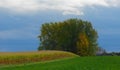 Corn Field on Hill with Copse