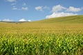Corn field Royalty Free Stock Photo