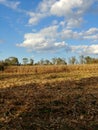 Corn field