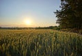 Corn field illuminated by evening sun and part of a forest at sunset