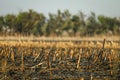 Corn field after irresponsibly burnt , destroyed and turned to ashes. Burnt corn field after harvest