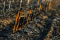 Corn field after irresponsibly burnt , destroyed and turned to ashes. Burnt corn field after harvest