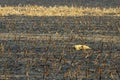 Corn field after irresponsibly burnt , destroyed and turned to ashes. Burnt corn field after harvest