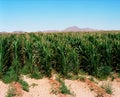 Corn field Royalty Free Stock Photo