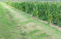 Corn field with irrigation ditch Royalty Free Stock Photo