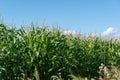 Corn field, juicy corn sprouts Royalty Free Stock Photo