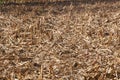 Corn field just after the harvest Royalty Free Stock Photo