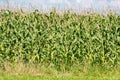 Corn field just before harvest Royalty Free Stock Photo