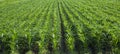 Corn field Royalty Free Stock Photo