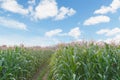 Corn field Royalty Free Stock Photo