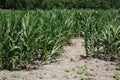 Corn Field Royalty Free Stock Photo