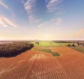 Corn field in late summer. Aerial farming landscape