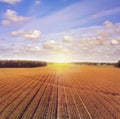 Corn field in late summer. Aerial farming landscape