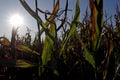 Corn field in late summer Royalty Free Stock Photo