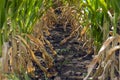 Corn field in late summer in a horizontal plane