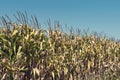 Corn field in late summer with ripe maize Royalty Free Stock Photo