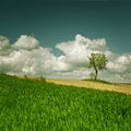Corn field with lonely tree Royalty Free Stock Photo