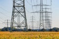 A corn field with many overhead power line masts in the background Royalty Free Stock Photo