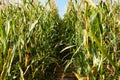 Corn field, with mature corn.