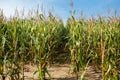Corn field, with mature corn.