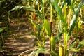 Corn field, with mature corn.