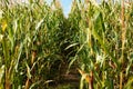 Corn field, with mature corn.