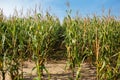 Corn field, with mature corn.