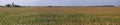 Corn Field Miles and Miles Wide Royalty Free Stock Photo