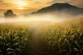 Corn field in morning mist Royalty Free Stock Photo